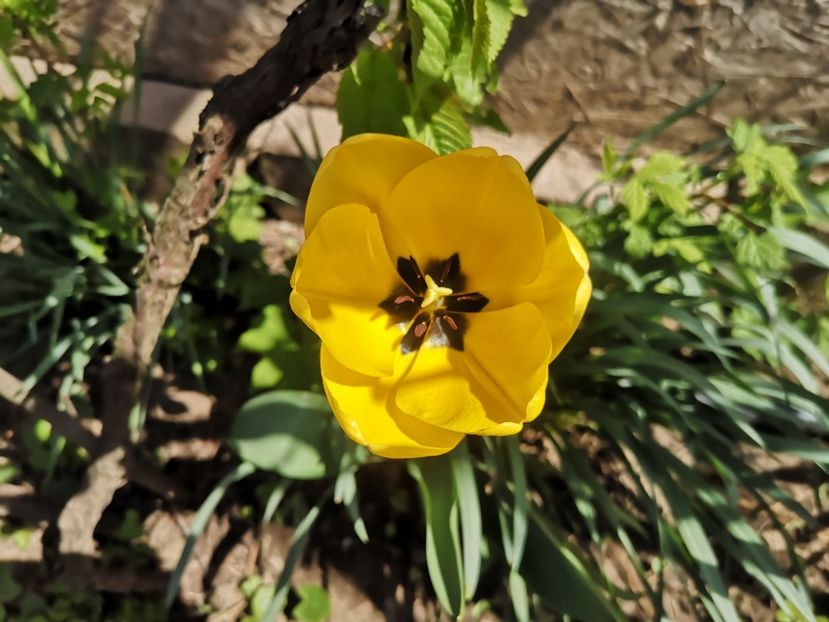  - Gradina flori 2025
