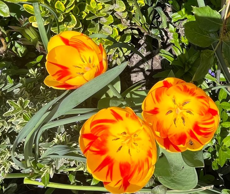 57DB5A28-B2D1-4B4E-8B9C-5CDE3AD66256 - Lalele 2022