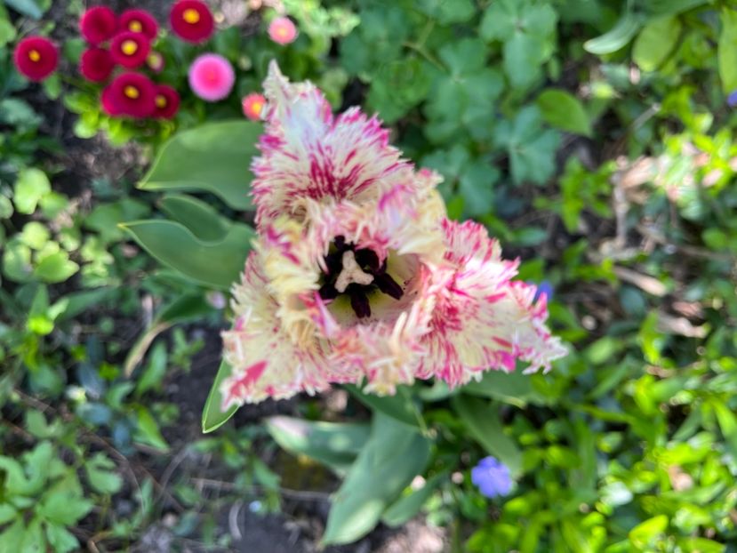 50DBACBB-F92C-4607-A586-026EAB7A5067 - Lalele 2022