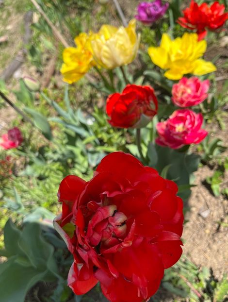 52BDEE71-BD23-4020-B677-661737AD1F92 - Lalele 2022