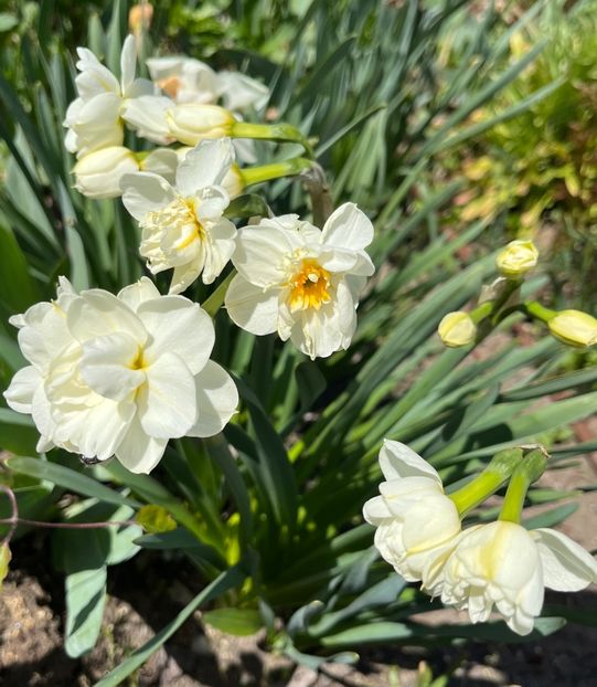 C820C8BF-A9F3-408C-A4BA-972F8D961D7A - Narcise 2019 2022 25