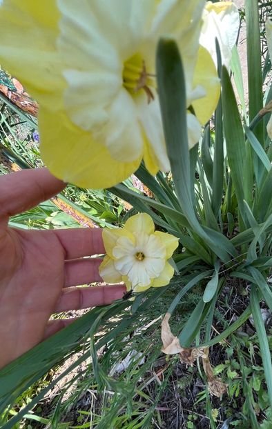 3B1860AF-BDDD-4C89-B7B8-1DF8222880FB - Narcise 2019 2022 25