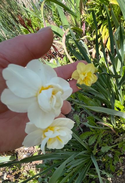 BEBC9A3F-F456-422A-99C3-1CA6515B335B - Narcise 2019 2022 25