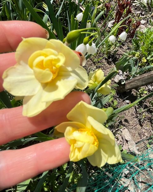 Yellow cheerfulness - Narcise 2019 2022 25