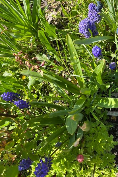 AC90B771-5DF0-413C-B39A-C5C5C95A13A7 - Muscari 2018 2021