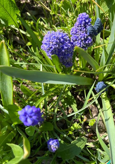 0DB17533-3A78-4B00-BEB6-0D8534F73751 - Muscari 2018 2021