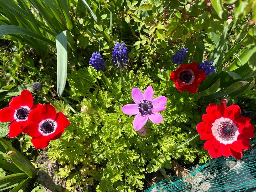 8241EBE2-8B3D-414F-9689-5607ECD229F8 - Muscari 2018 2021