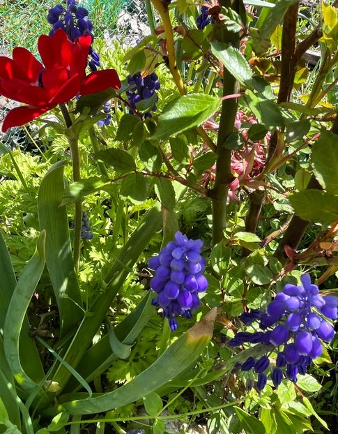 FC7C1AE9-CD1D-475A-B2B4-C27FAC502936 - Muscari 2018 2021