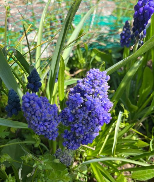 62AEA343-B4B0-4D7B-A9B5-6577D906BA8E - Muscari 2018 2021