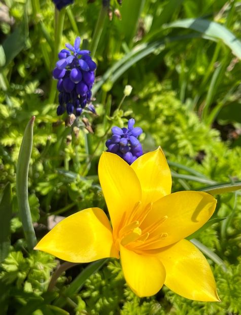 01288D9C-0B39-47EF-9977-FE6A38682763 - Muscari 2018 2021