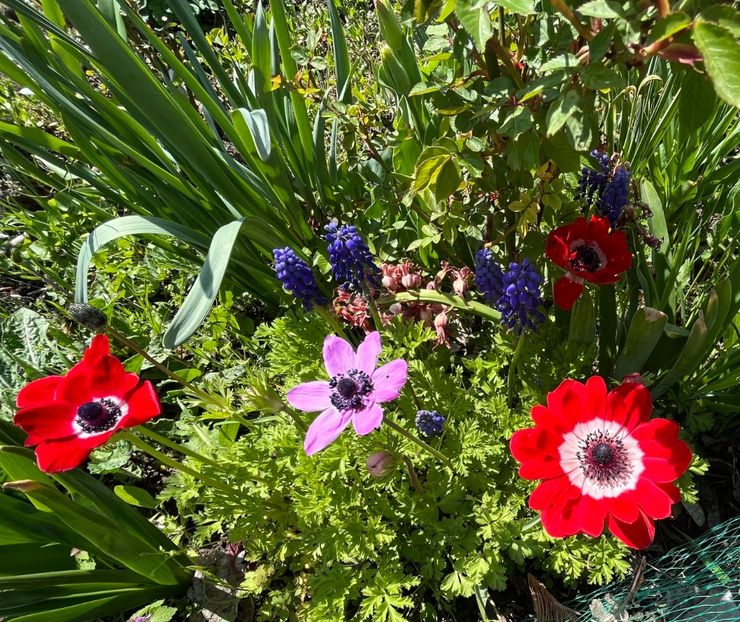 61784A85-B8CC-49D9-AE40-D60BDAD1CFC8 - Muscari 2018 2021