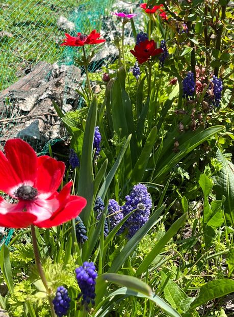 CC5AAF7C-A690-4971-91F3-EADD38E7EB6F - Muscari 2018 2021