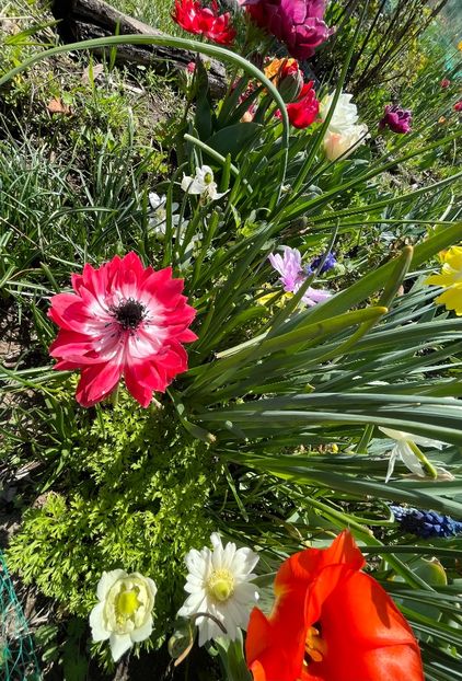 2C59F91C-AF51-4A8F-B447-1BFE59C8AC47 - Anemone