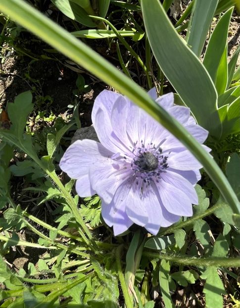 A619CEFD-D3D8-46B4-8712-AF45A75A875E - Anemone