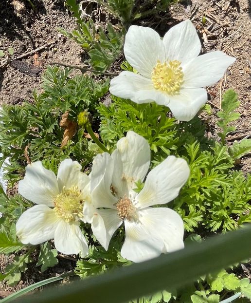 D610A188-F6FF-44B1-BB67-8BF9C4B49B95 - Anemone