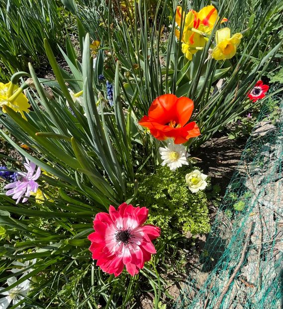 45AC5966-7607-47B1-908B-E55923817AE6 - Anemone
