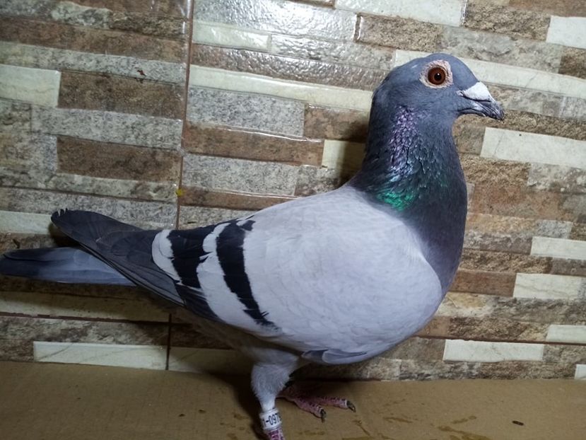  - Matca Voiajori de vanzare