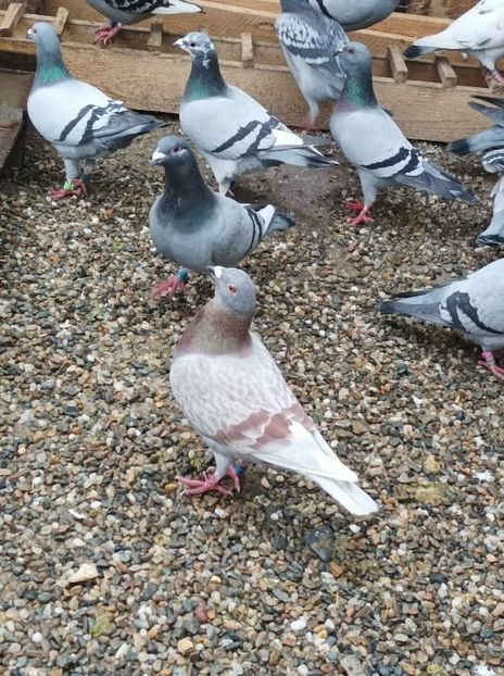  - Matca Voiajori de vanzare