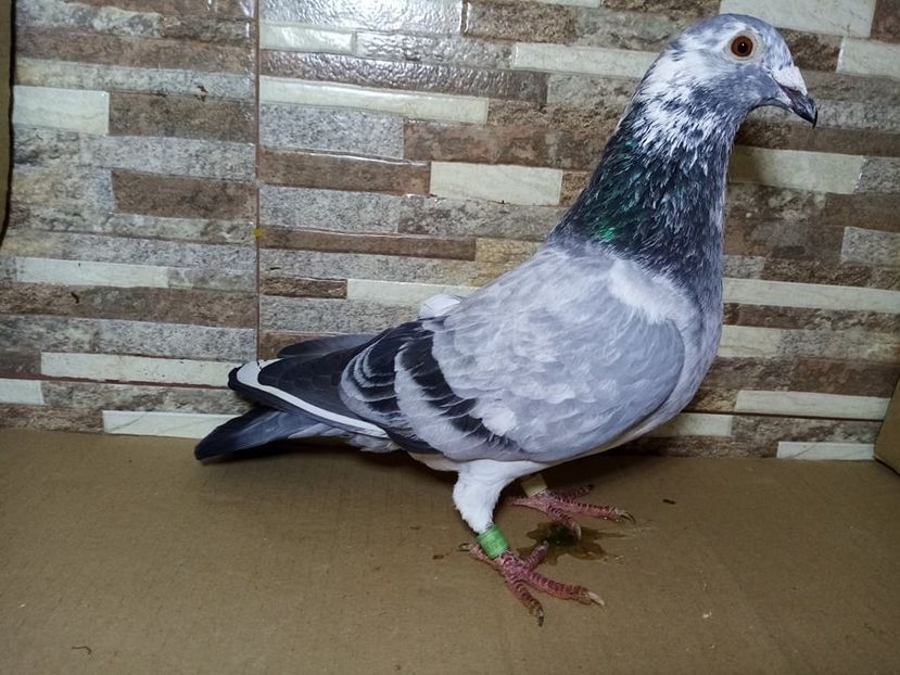  - Matca Voiajori de vanzare