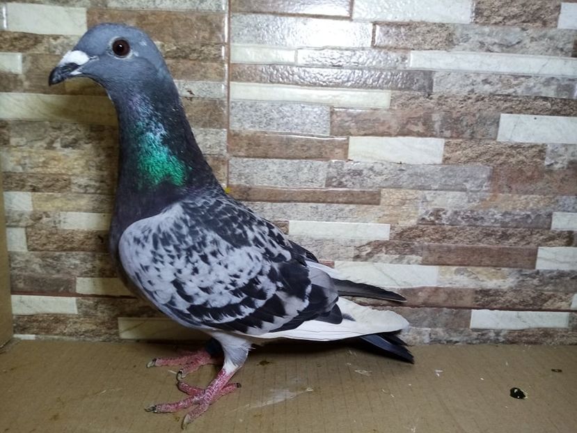  - Matca Voiajori de vanzare