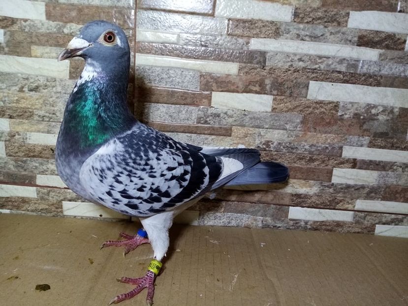  - Matca Voiajori de vanzare