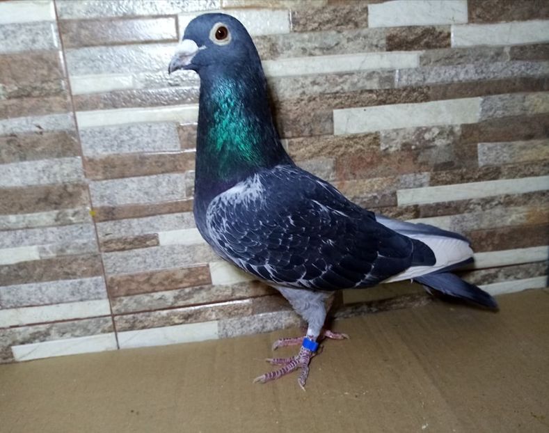  - Matca Voiajori de vanzare