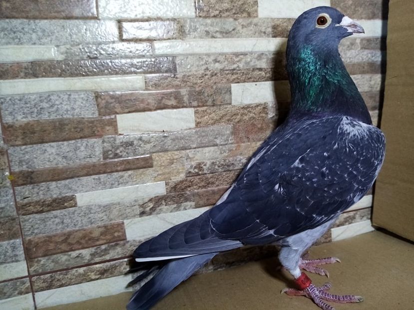  - Matca Voiajori de vanzare