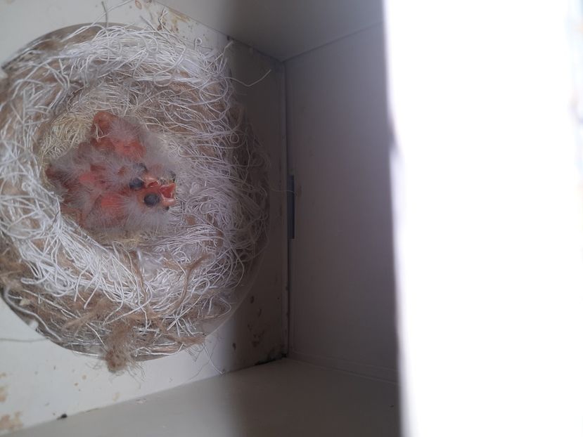  - Puisori razza Spaniol 2022