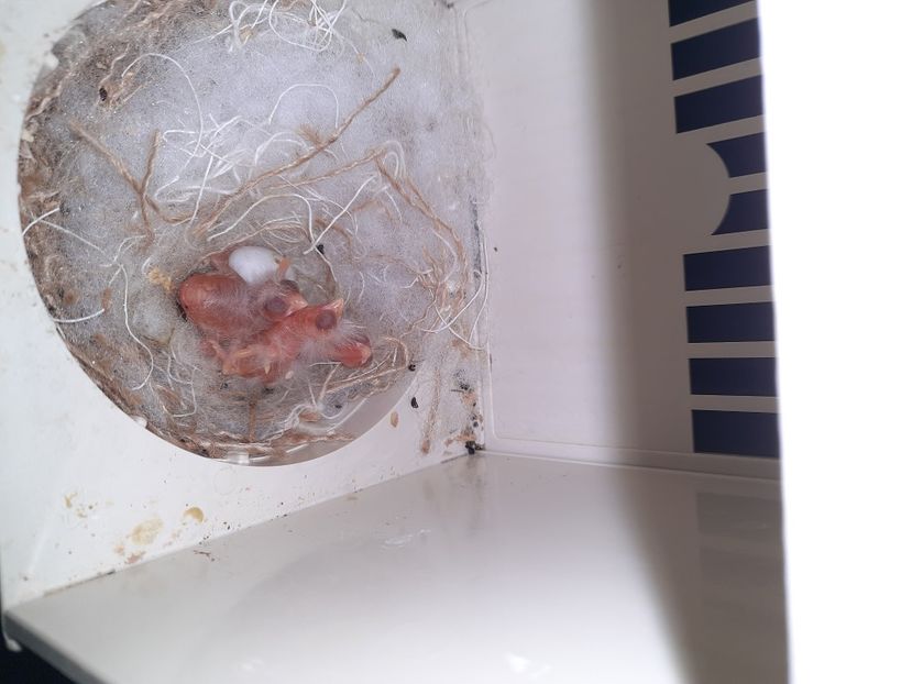  - Puisori razza Spaniol 2022