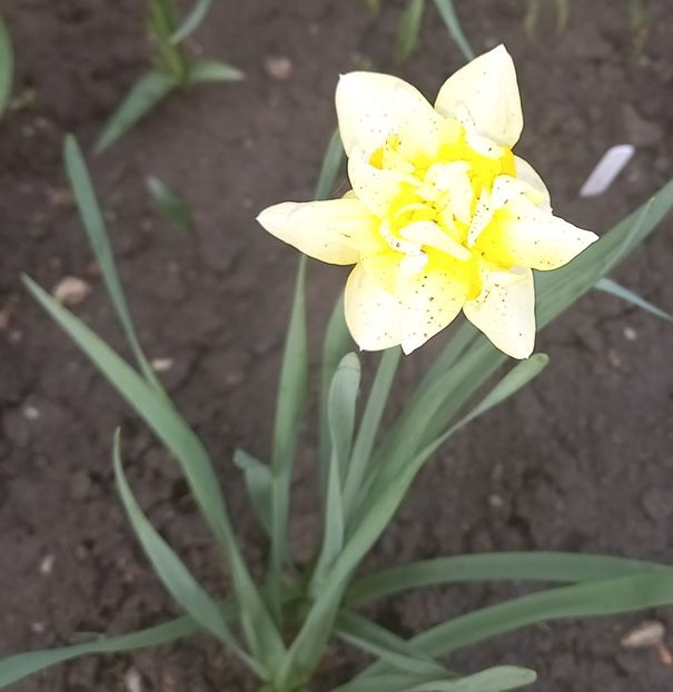  - Sub tutela soarelui