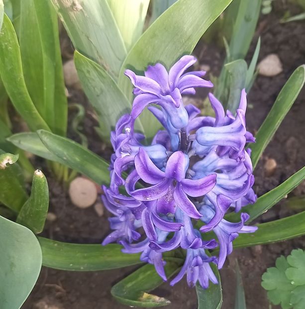  - Sub tutela soarelui