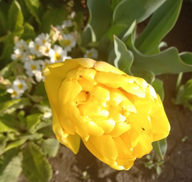  - Sub tutela soarelui