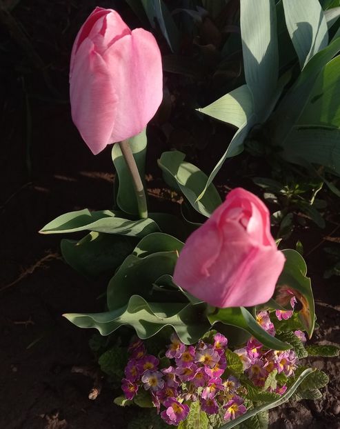  - Sub tutela soarelui