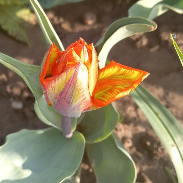  - Sub tutela soarelui