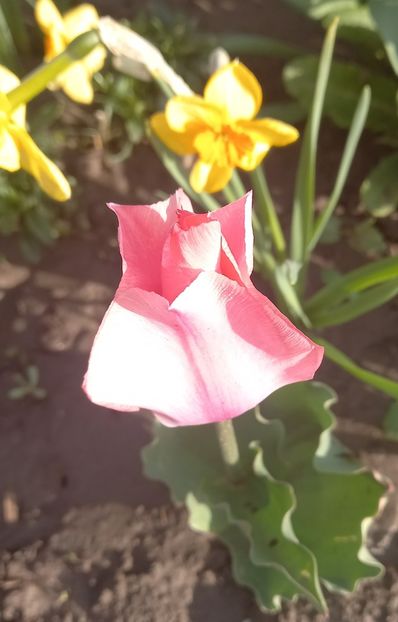  - Sub tutela soarelui