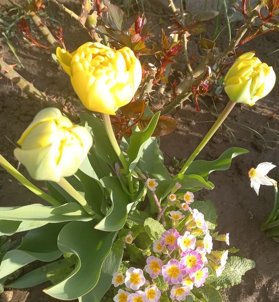  - Sub tutela soarelui