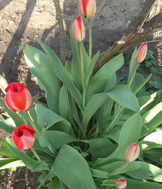  - Sub tutela soarelui