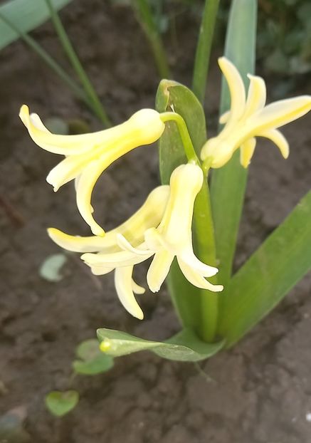  - Sub tutela soarelui