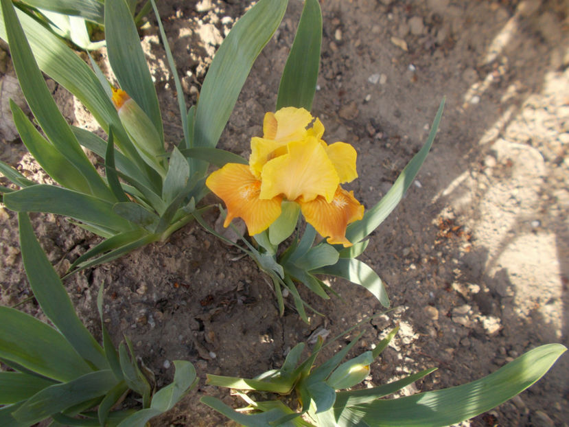 078 - IRISI PITICI-2022