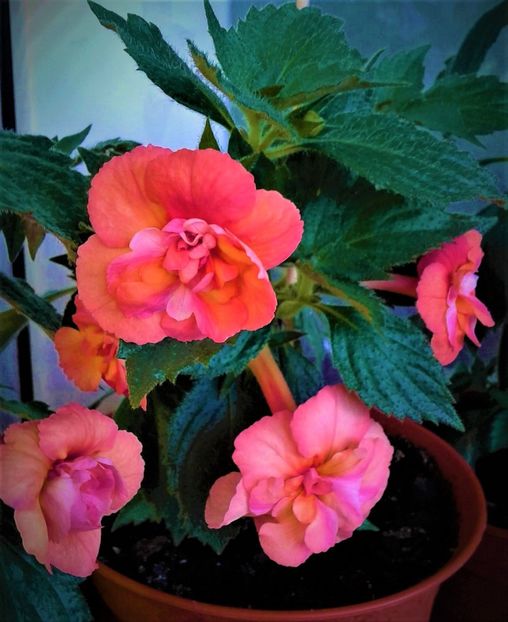  - Rizomii de achimenes plantati astazi pentru anul 2022