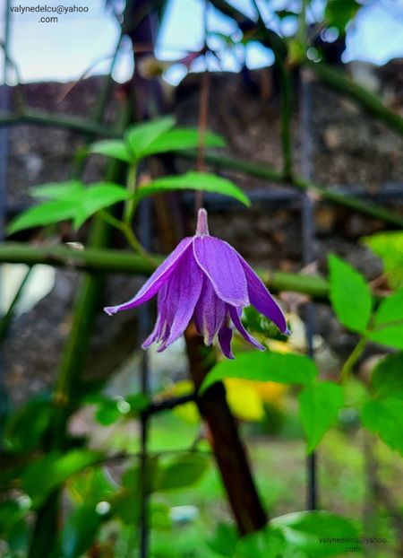 Clematis Alpina - Clematis Alpina