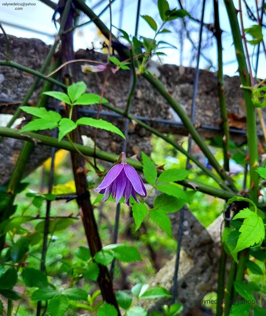 Clematis Alpina - Clematis Alpina