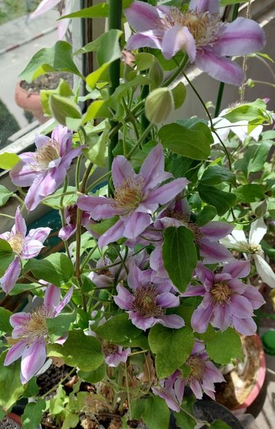  - Clematita Dr Ruppel