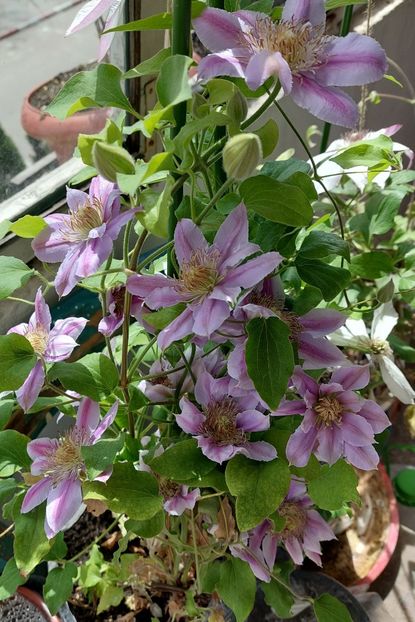  - Clematita Dr Ruppel