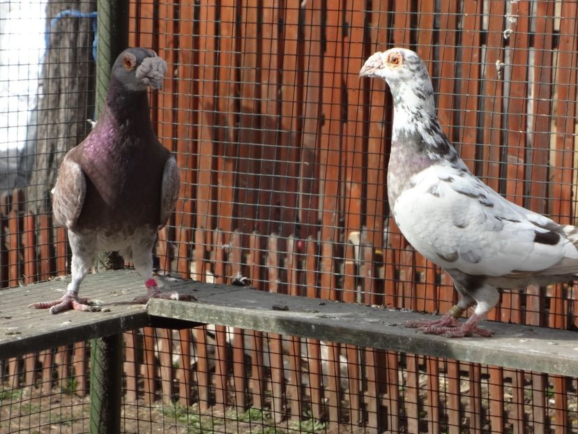 PERECHEA 14. - 07-VOIAJORI STIL VECHI 2022