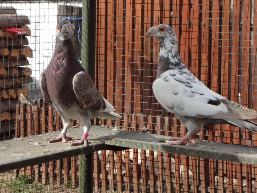  - 07-VOIAJORI STIL VECHI 2022