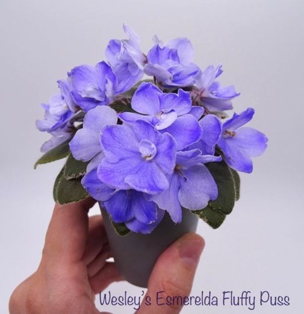 Wesley’s Esmerelda Fluffy Puss - DORINTE