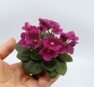 Wesley's Rocky Rose - DORINTE