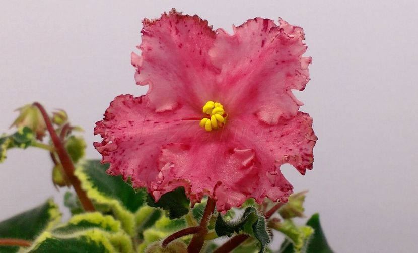 DN-Arbuznoe Nastroenie - DORINTE