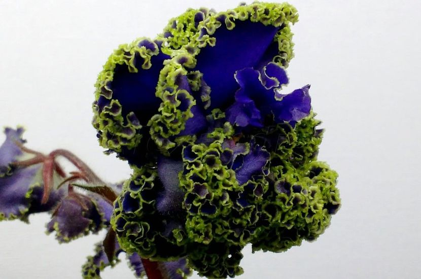 LE-Darth Vader Lux - DORINTE